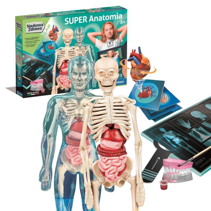 anatomia-.jpg