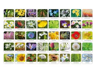flora1.JPG
