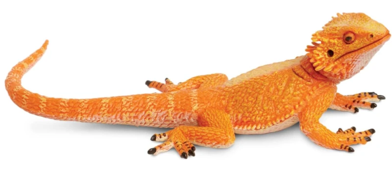 Agama brodata.png