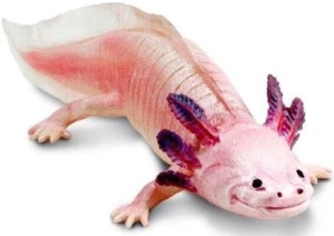 Safari Ltd -  Figurka Axolotl 104650