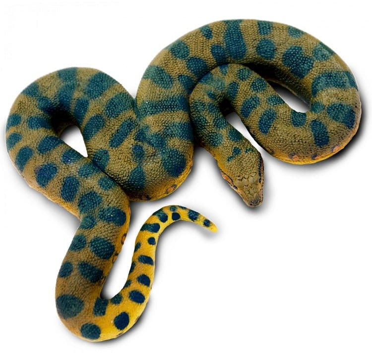 Safari Ltd - Figurka Anakonda 00585