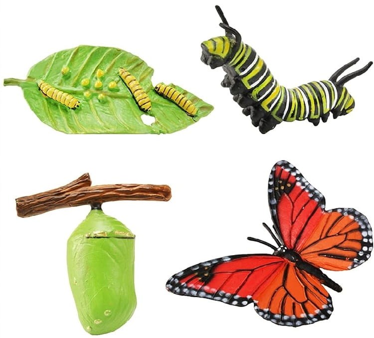 Safari Ltd - Zestaw figurek - Cykl życia motyla 622616